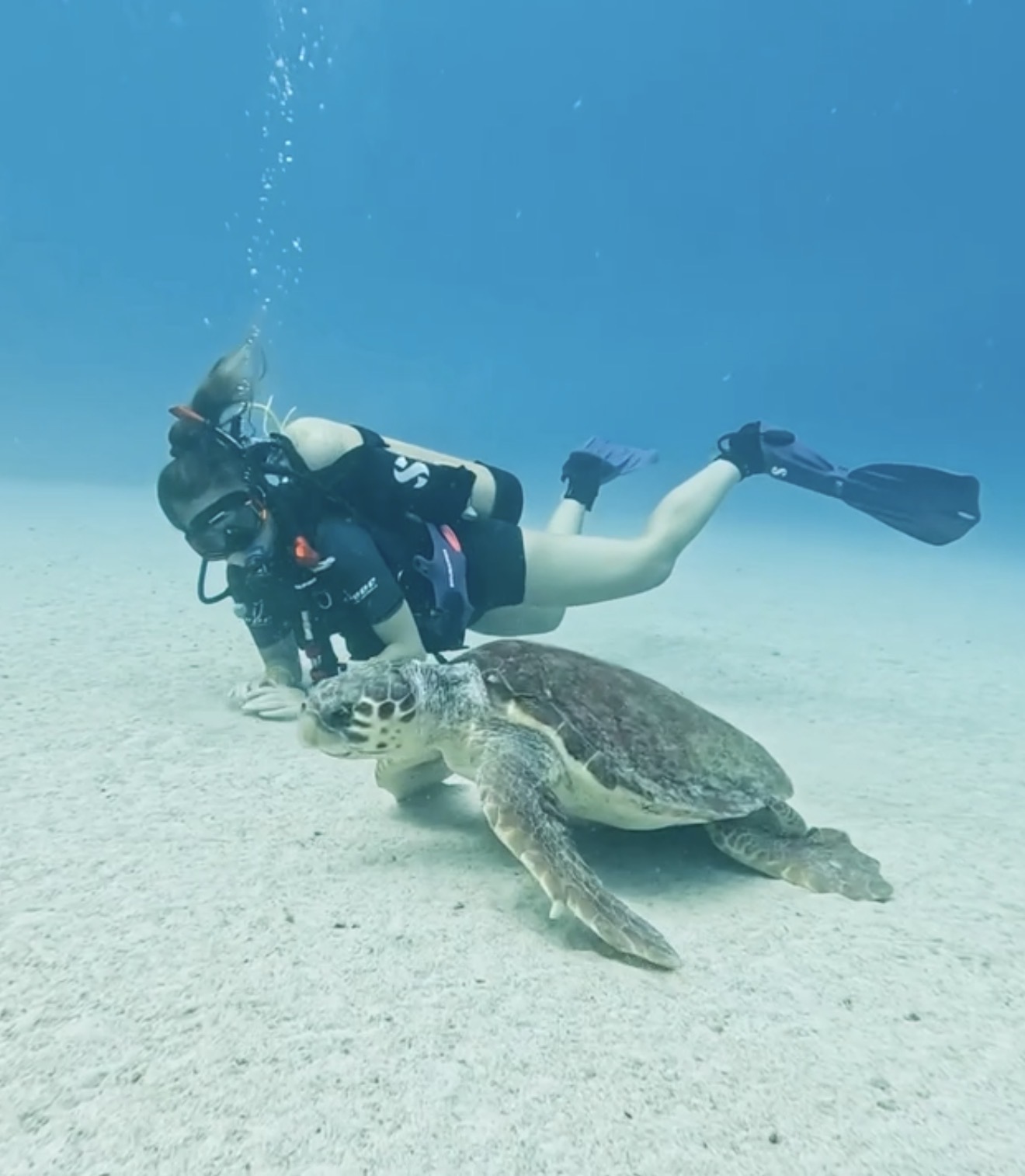 Open water diver with turtle